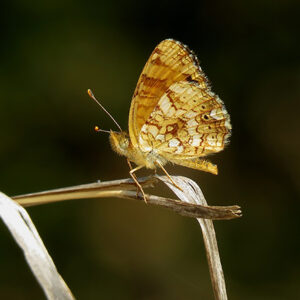 Picture of a Mylitta Crescent butterfly.