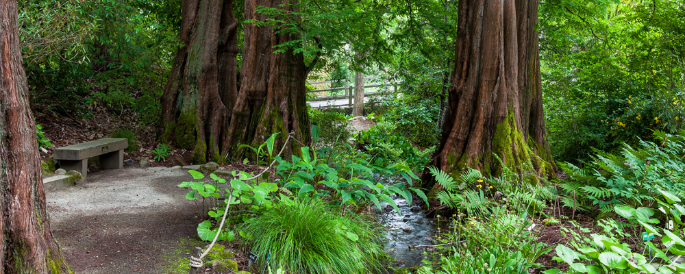 A view of a creek and tall trees surrounded by green ferns