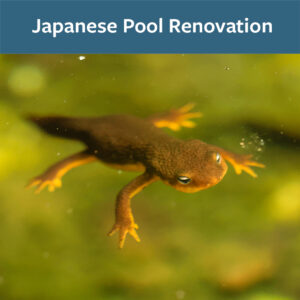 a newt floating in water with text reading: Japanese Pool Renovation