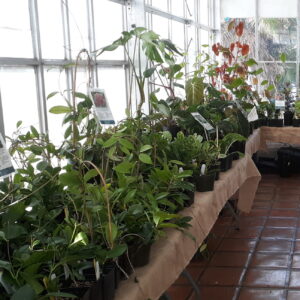 Picture of many house plants on tables.