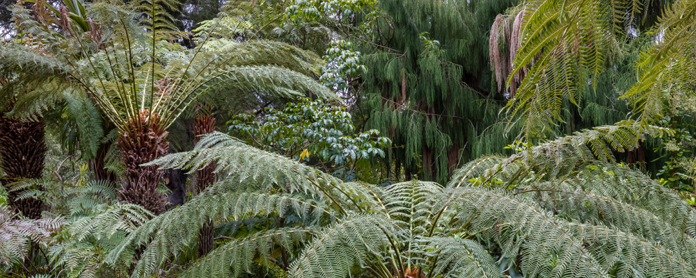 Green trees