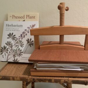 Picture of an old fashioned wooden plant press.