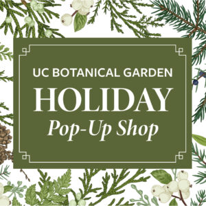 An image with green pine leaves and pinecones around a green background with white text that says: UC Botanical Garden Holiday Pop-Up Shop