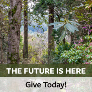 A view between two trees with hills in the distance and text that reads: The Future Is Here. Give Today