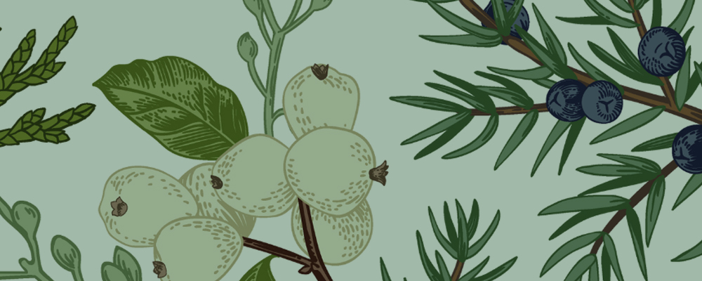 An illustration with bits of greenery and berries