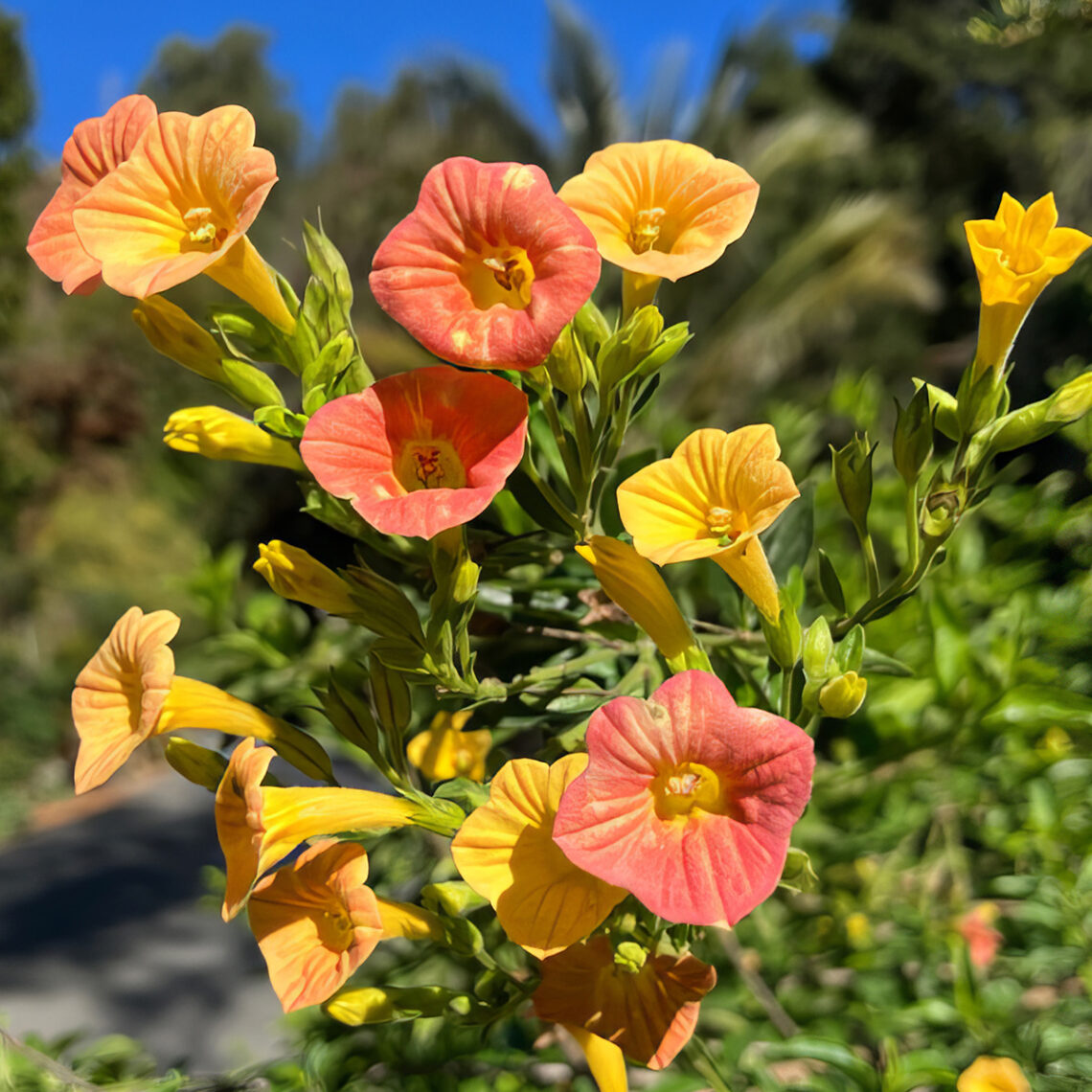 A bush with orange and yellow flowers against a background of blue sky