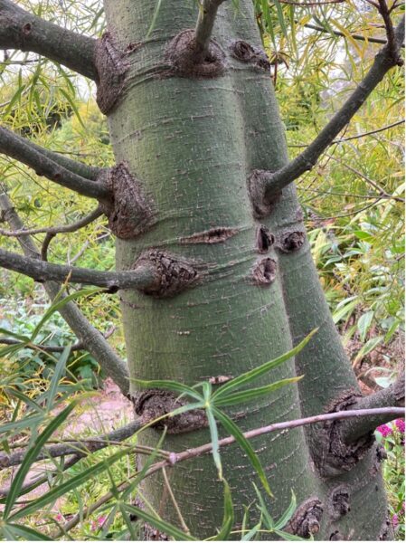 A photo of green bark on the Australian Bottle Tree