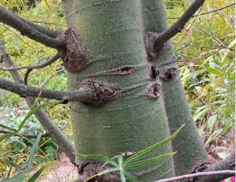 A photo of green bark on the Australian Bottle Tree