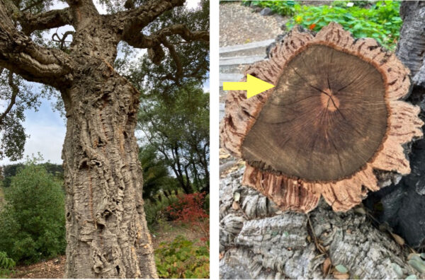 An image on left showing cork oak tree trunk and image one right showing cross-section cut
