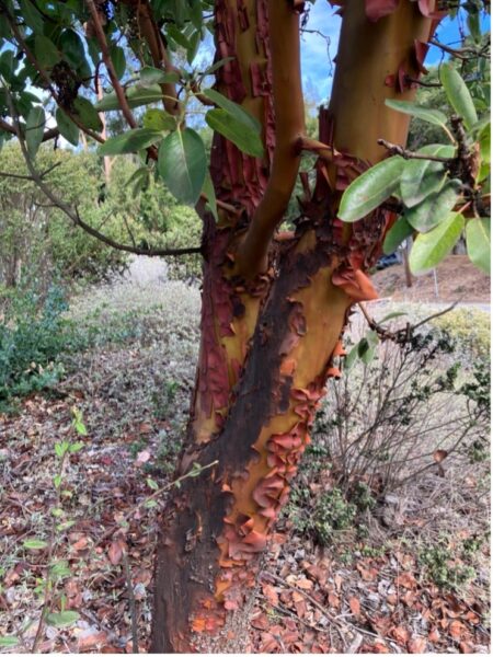 A tree with red, peeling bark and green leaves