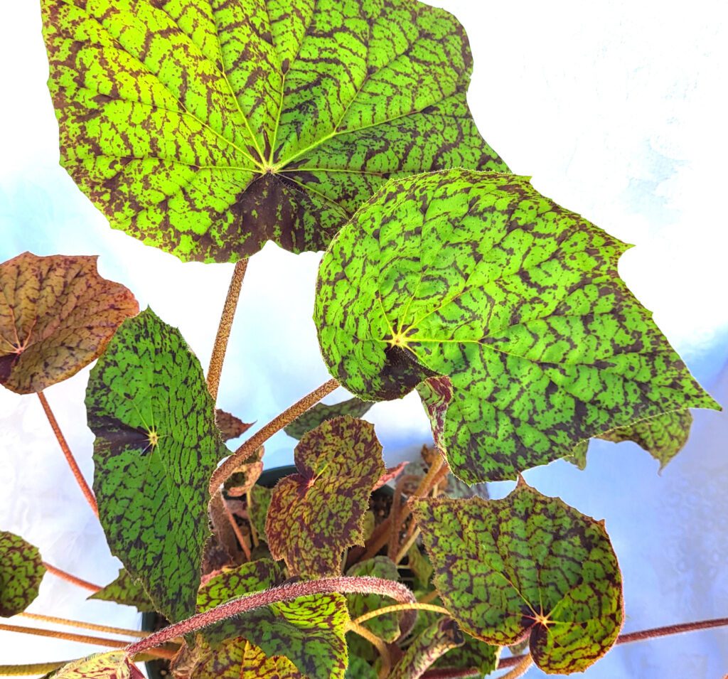 A plant with lime green leaves glowing in the light