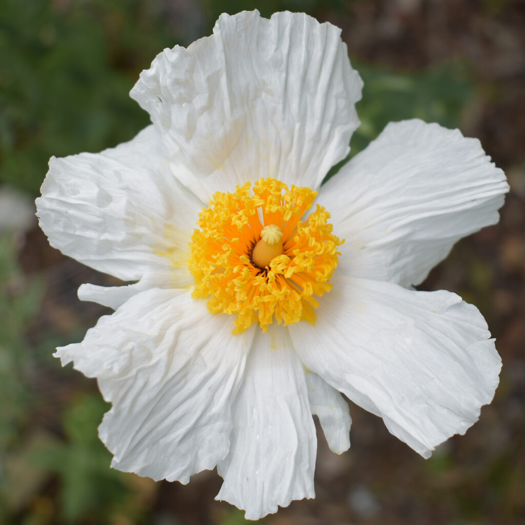 Close-up of one flower against a dark backgound with multiple white petals and bright yellow center