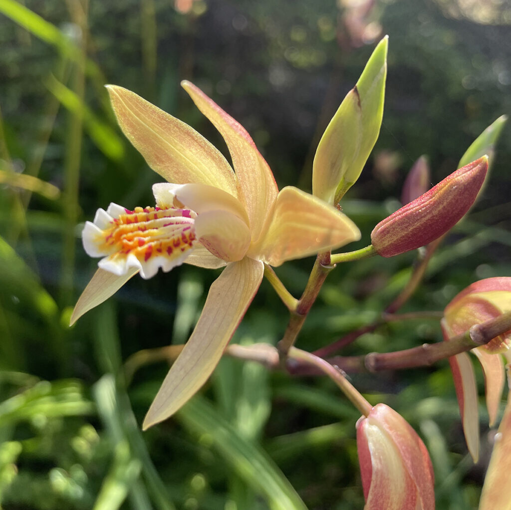 A close-up photo of a light yellow flower with 6 petals around a white and red center