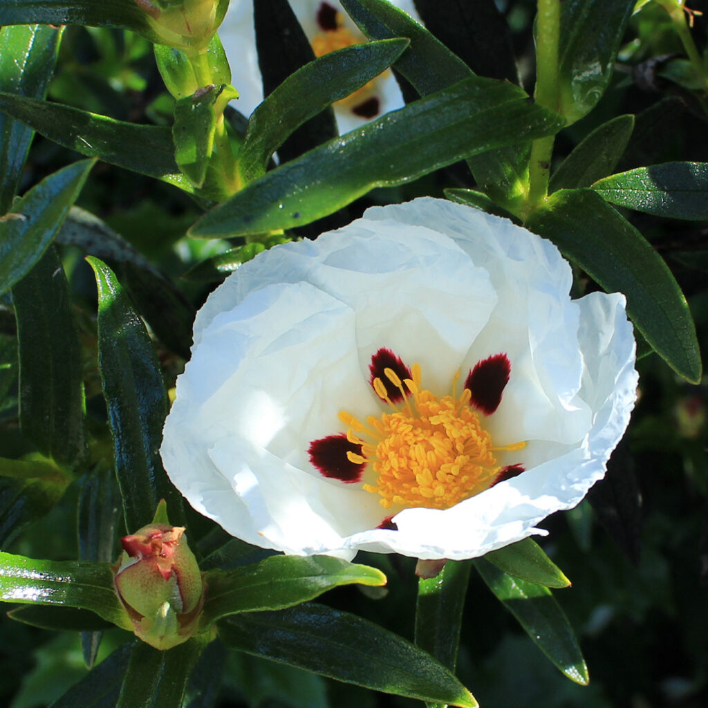 A large many-petaled white flower with a bright orange center