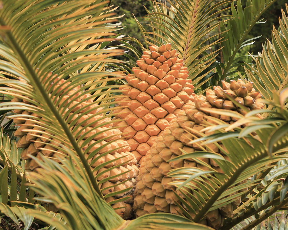 Close-up of large cycad cones surrounded with feathery green leaves