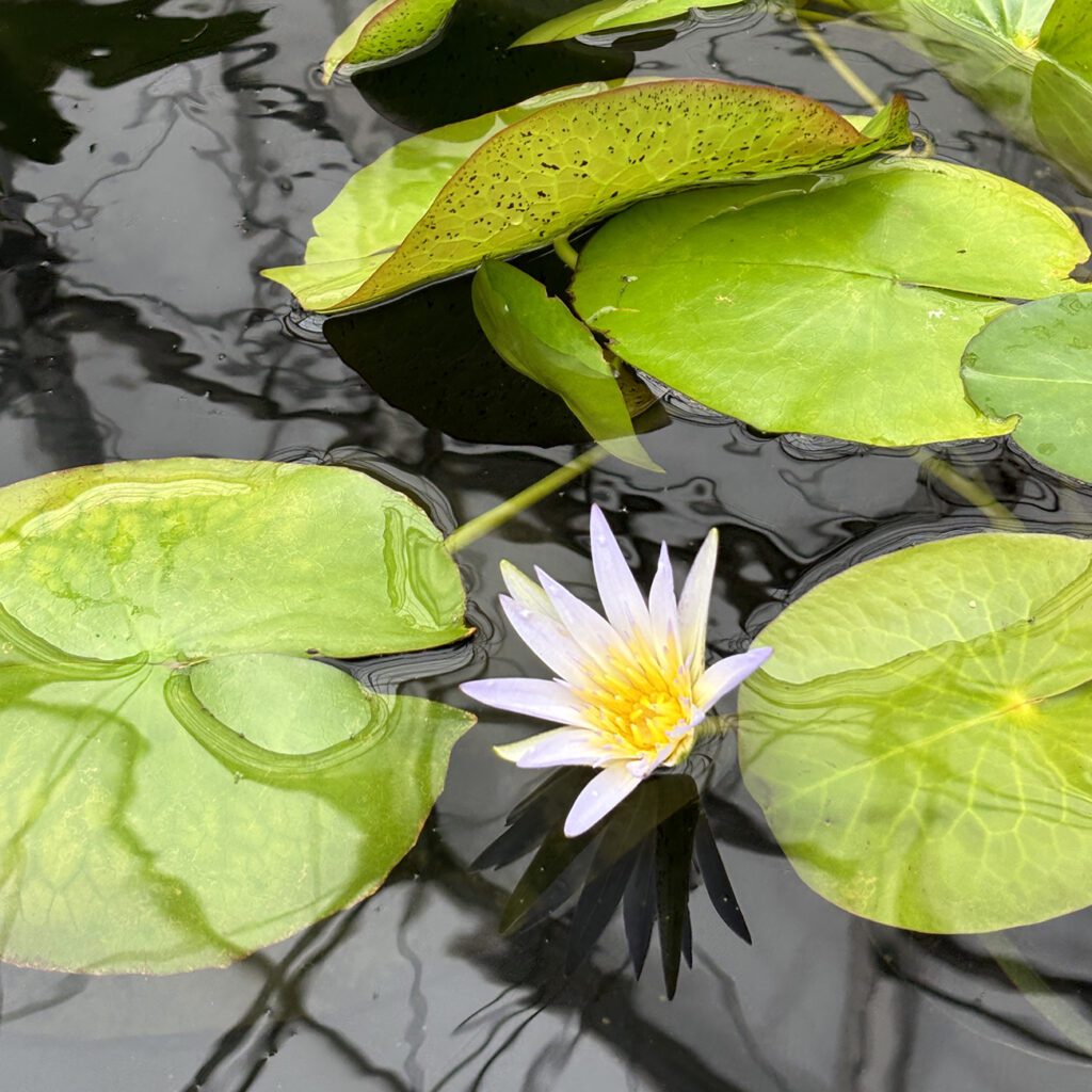 View full sized image of Three large round green leaves float on water with a purple flower in the center