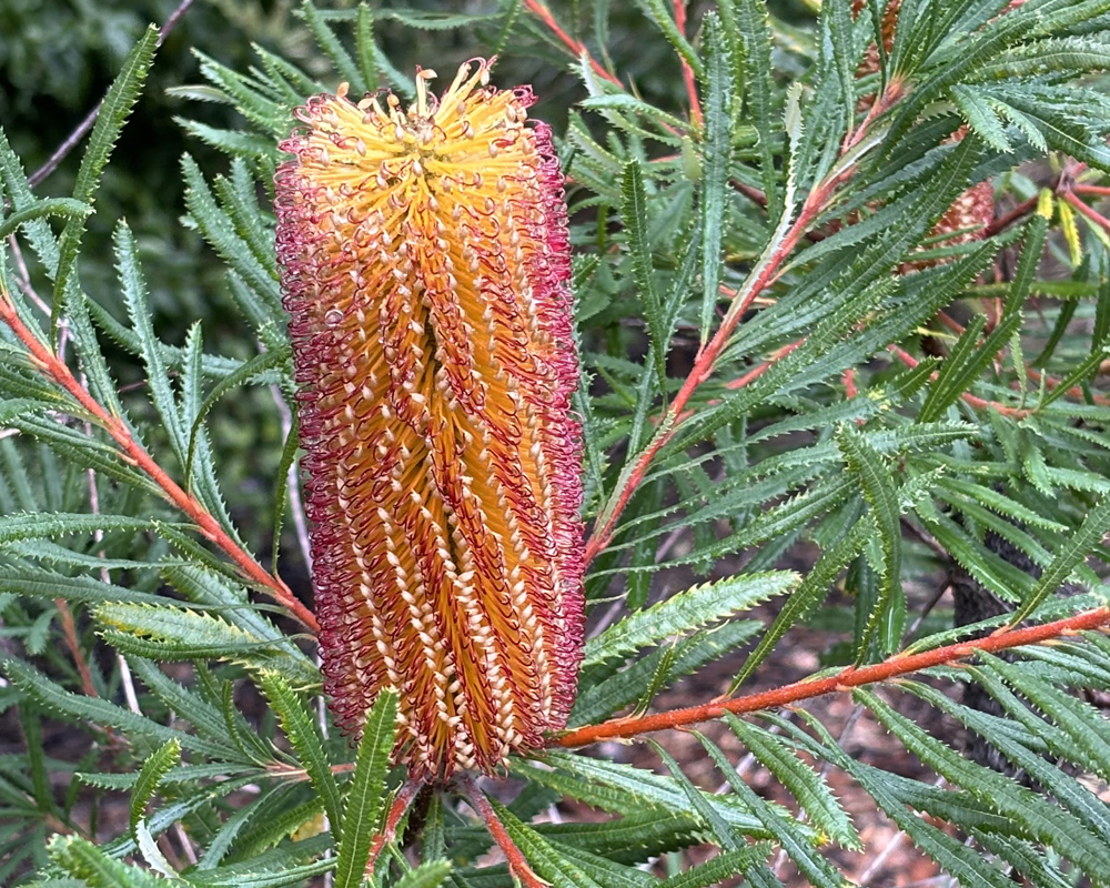 A cylindrical shaped orange-yellow flower with many small petals surrounded by feathery green leaves