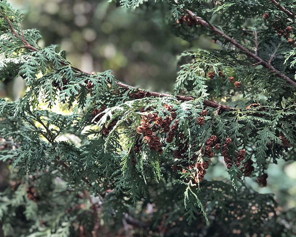 Close-up of a tree branch with small brown berries and dark green serrated leaves