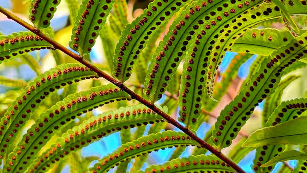 Many thin green leaves covered with reddish-brown dots