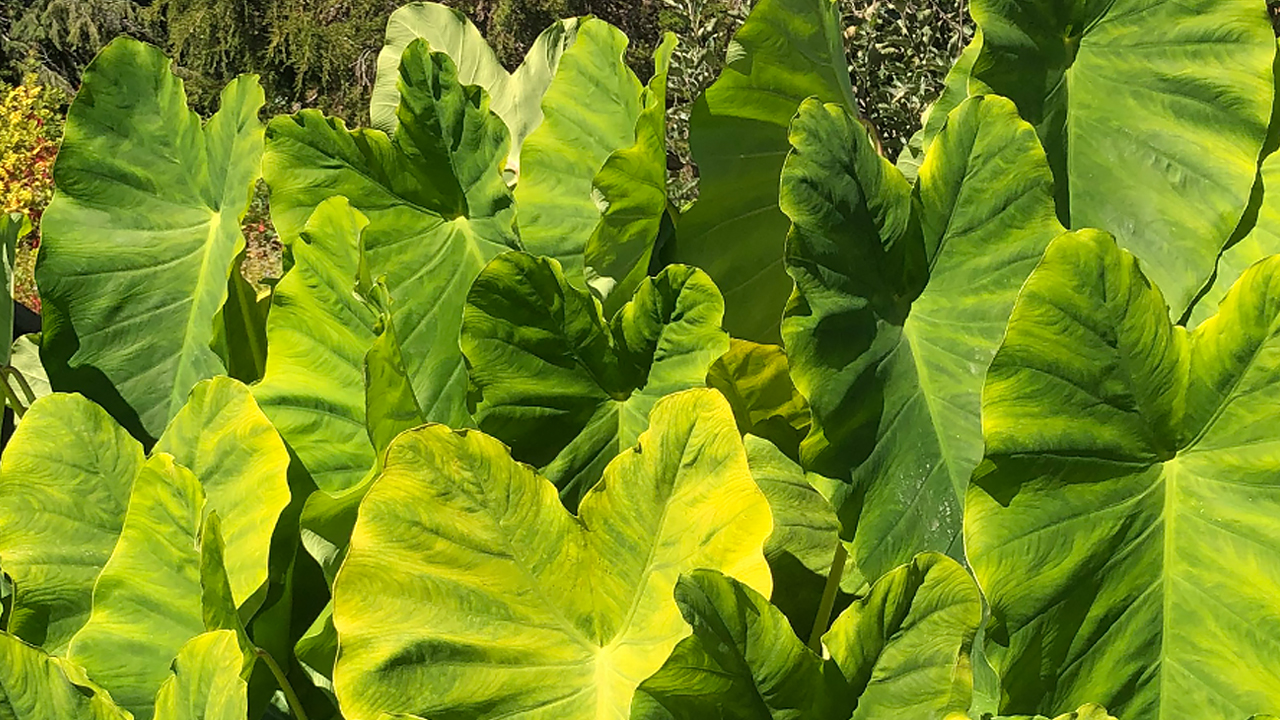 Large green leaves with wavy edges