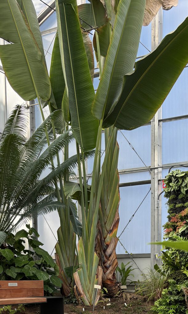 View full sized image of A very tall palm-like tree inside a glass walled building