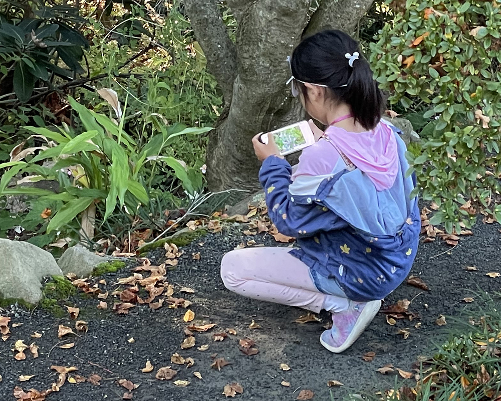 A young girl is kneeling on a grey gravel path surrounded by plants and looks at a picture on her phone of a green plant