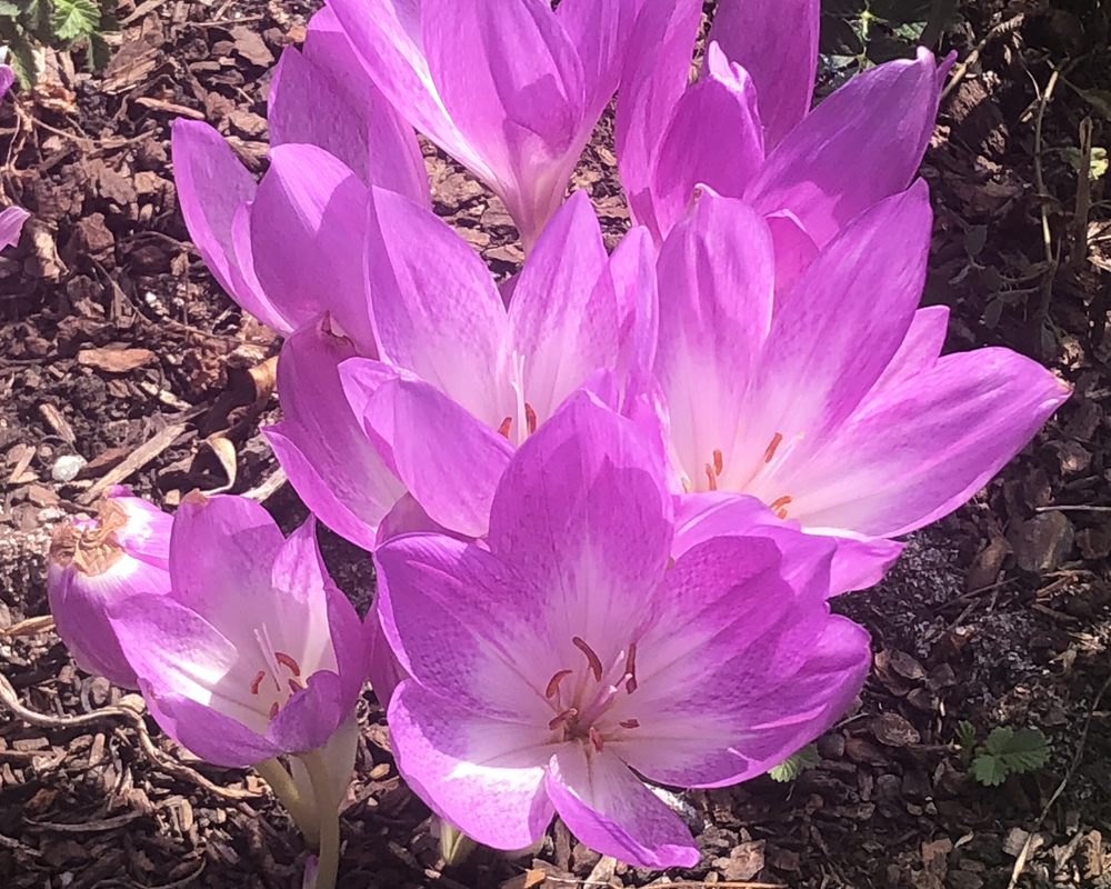 many vivid bright pink flowers in the sunshine