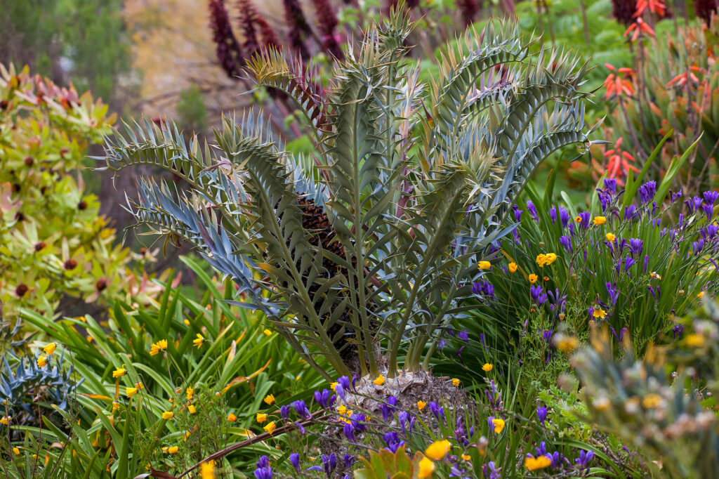 In the center is a plant with elongated serrated edged leaves surrounded by flowers of many colors