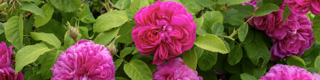 Many bright pink flowers with layers of fluffy petals surrounded by pointy green leaves