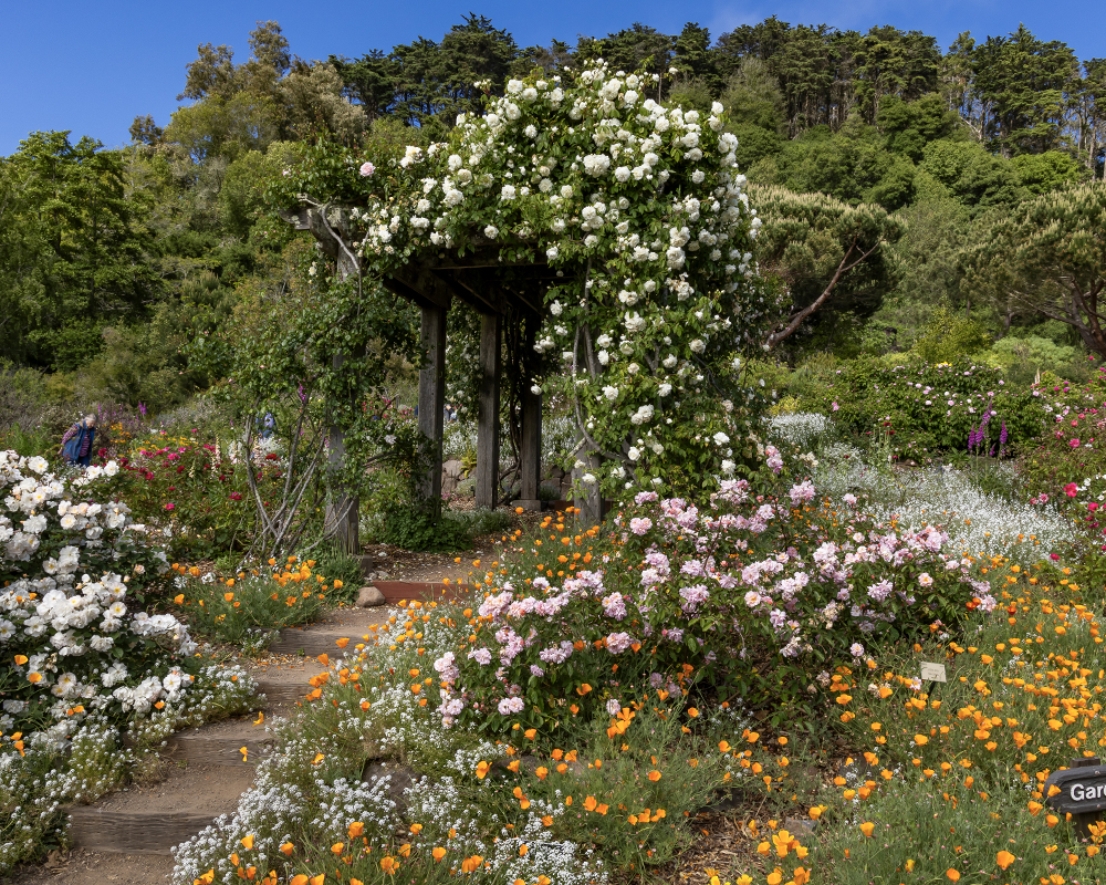 An abundance of many flowers ramble over a tall wood structure outdoors