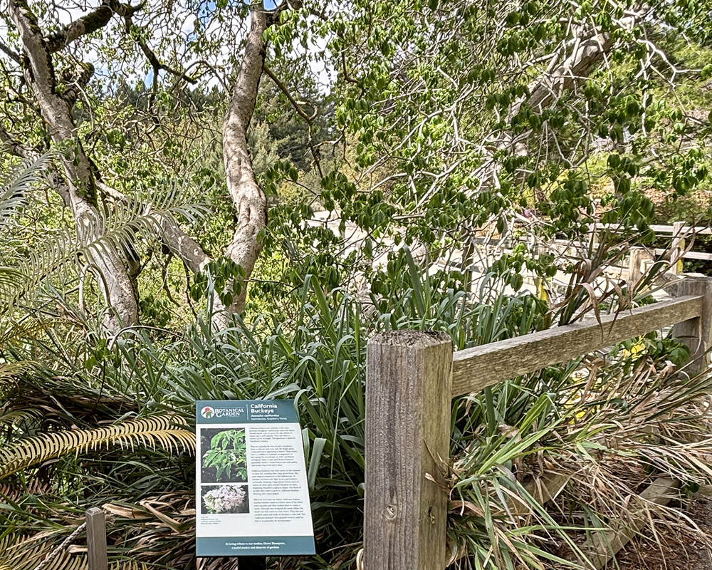 A garden vista with a large tree and green foliage and a wood fence in the foreground with a sign describing the tree