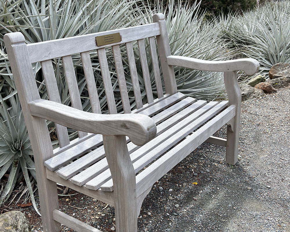 A grey color wooden bench along a gravel path with grey-green foliage in the background