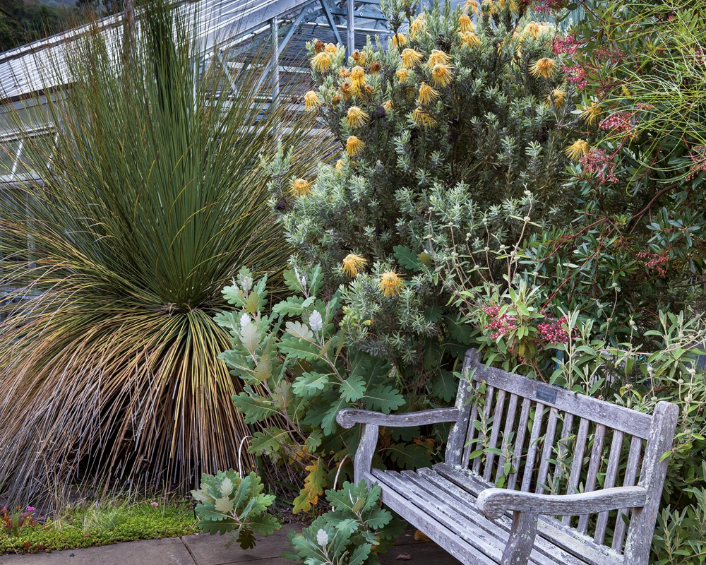 A wood bench surrounded by plants