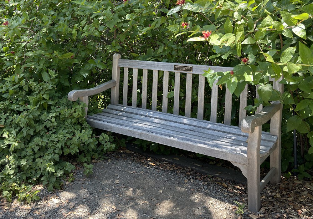 A light grey bench sits on gravel surrounded by dense green leafy foliage