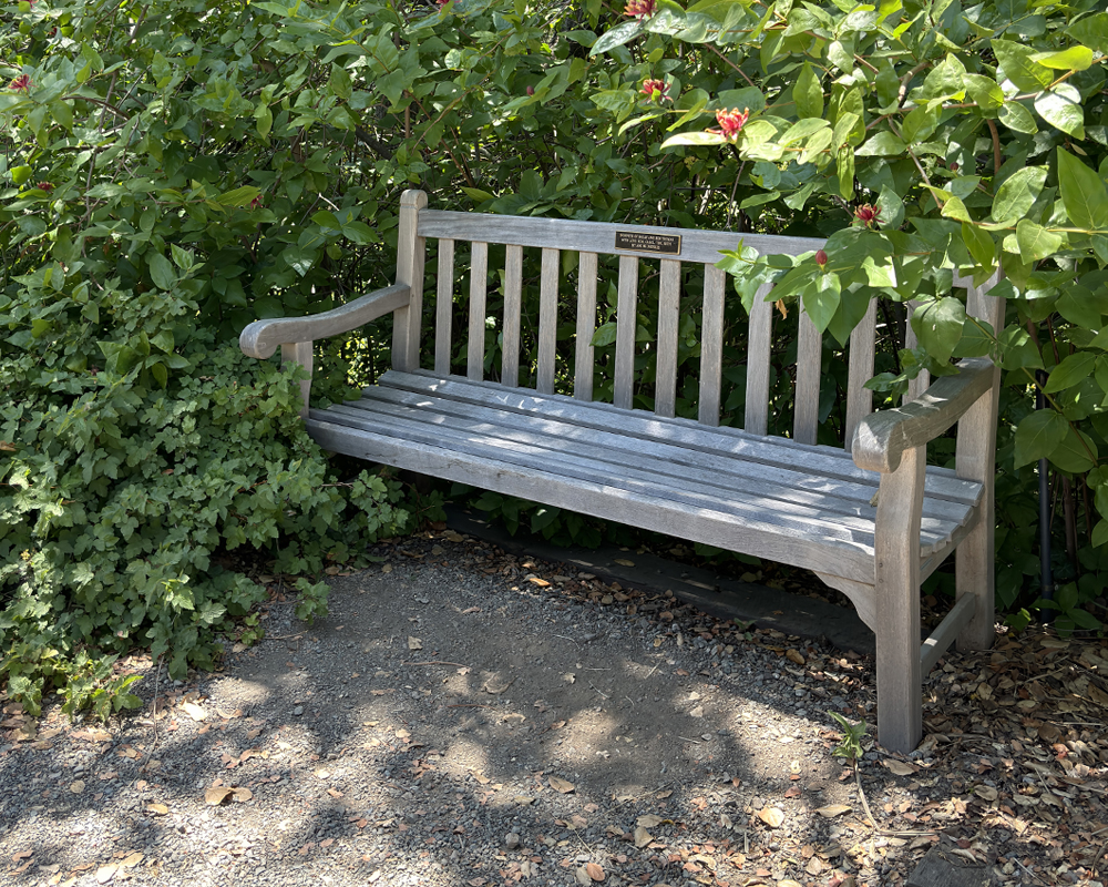 A light grey bench sits on gravel surrounded by dense green leafy foliage