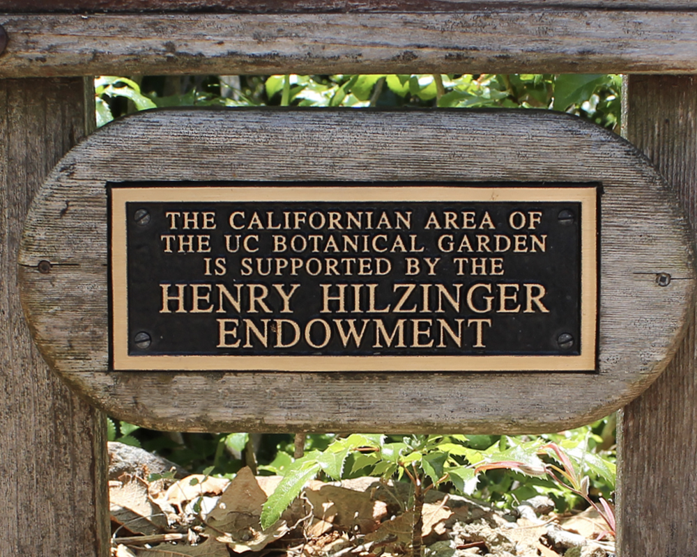 A photo of a black and gold plaque with the words The Californian Area of the UC Botanical Garden is supported by the Henry Hilzinger Endowment