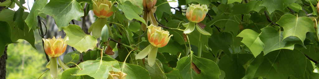 a lot of green leaves with a few orange and yellow flowers