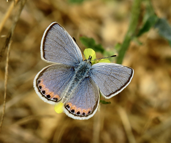 Acmom blue butterfly