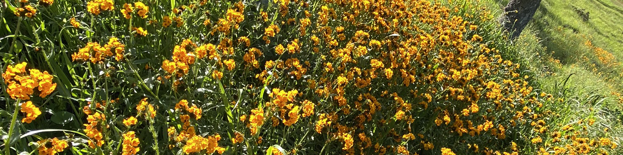 Many small orange yellow flowers growing on the side of a hill