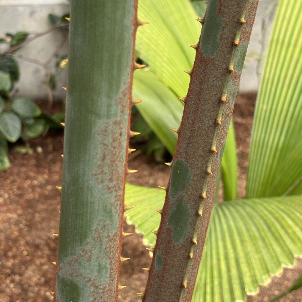 View Dujuetie (<em>Cycas multipinnata</em>) in gallery