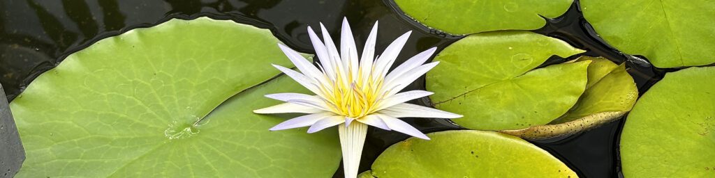 A white many-petaled flower floats on the surface of water surrounded by large round green leaves