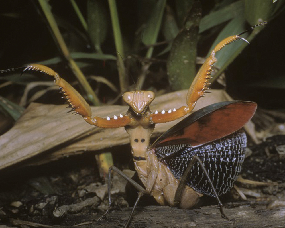  a close-up of a large insect on the ground