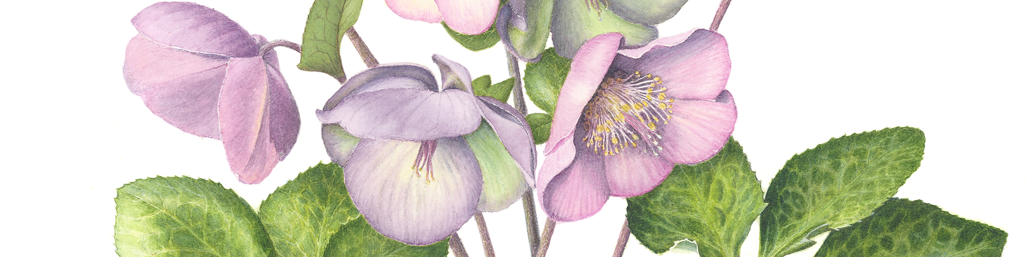 A watercolor illustration of a plant with large pink flowers and yellow-green leaves