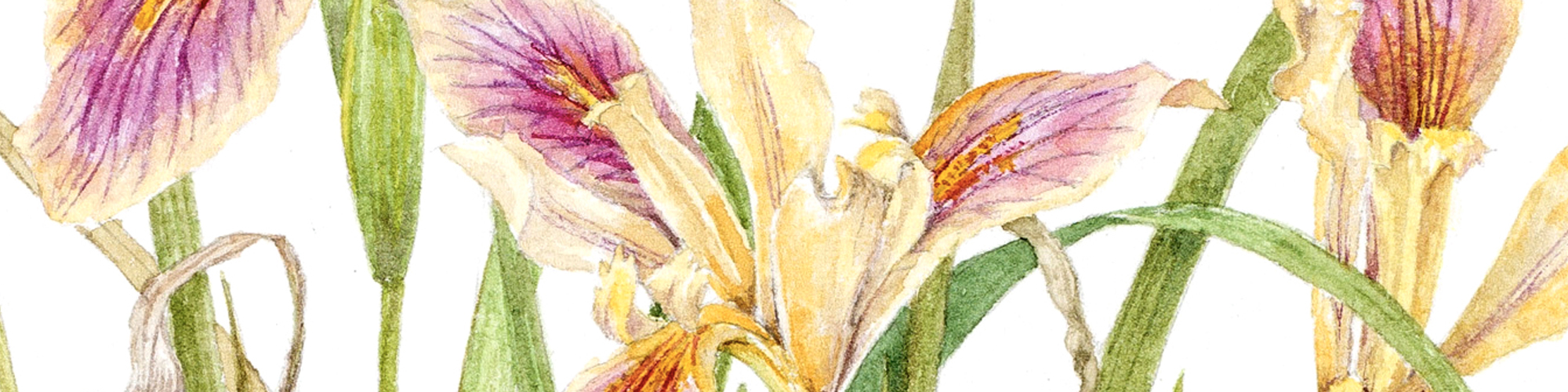 A painting of iris flowers that are yellow and pink with long thin leaves on a white background