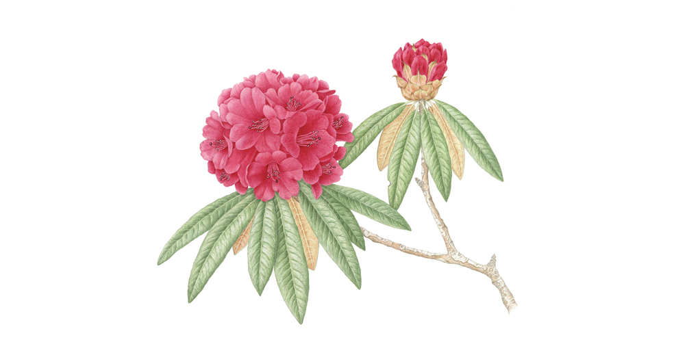 A drawing of two red flowers with green leaves