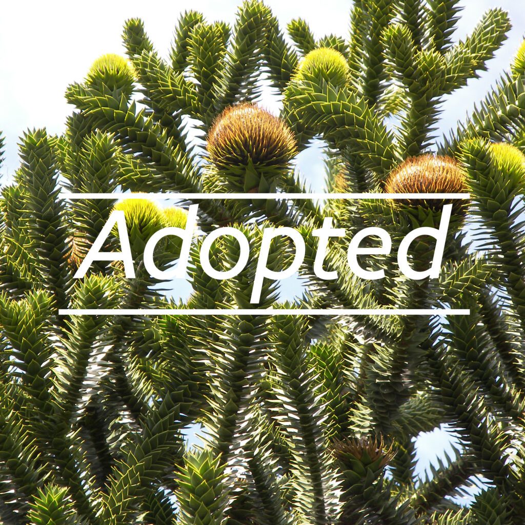 View full sized image of A plant with many stems and leaves with text Adopted