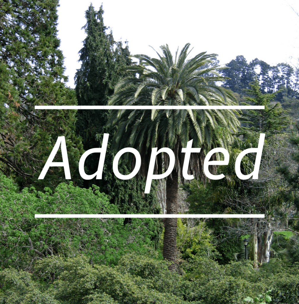 View full sized image of A background of trees and bushes with text Adopted