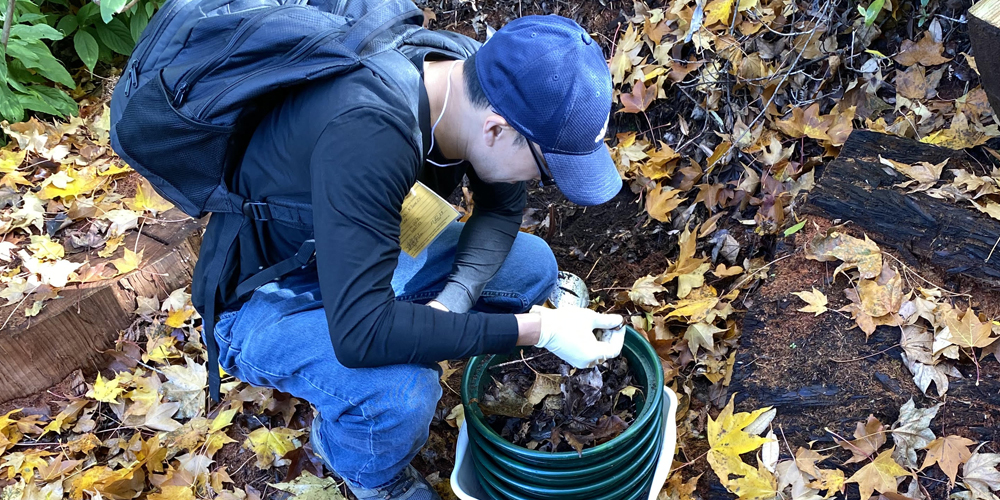 A man looks into a small container filled with leaves