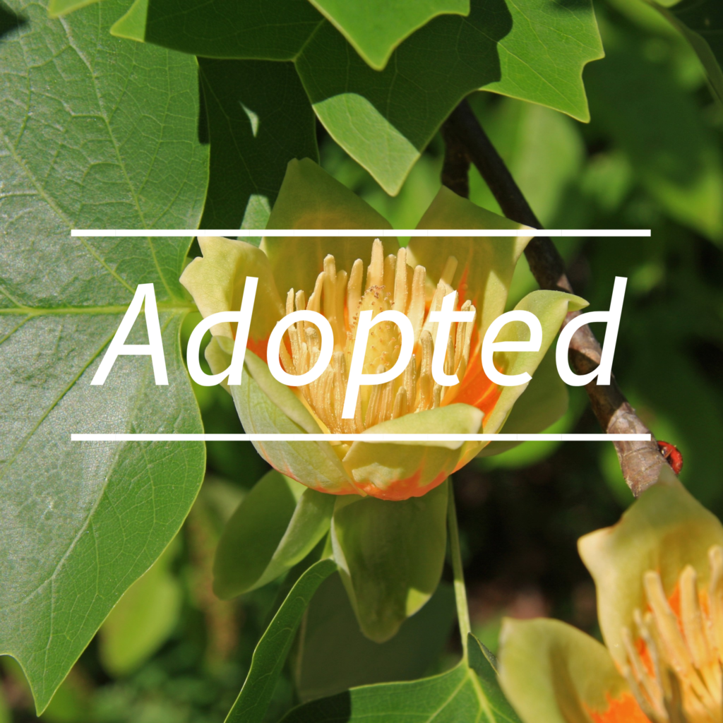 View full sized image of Text that says Adopted over a yellow flower and green leaves