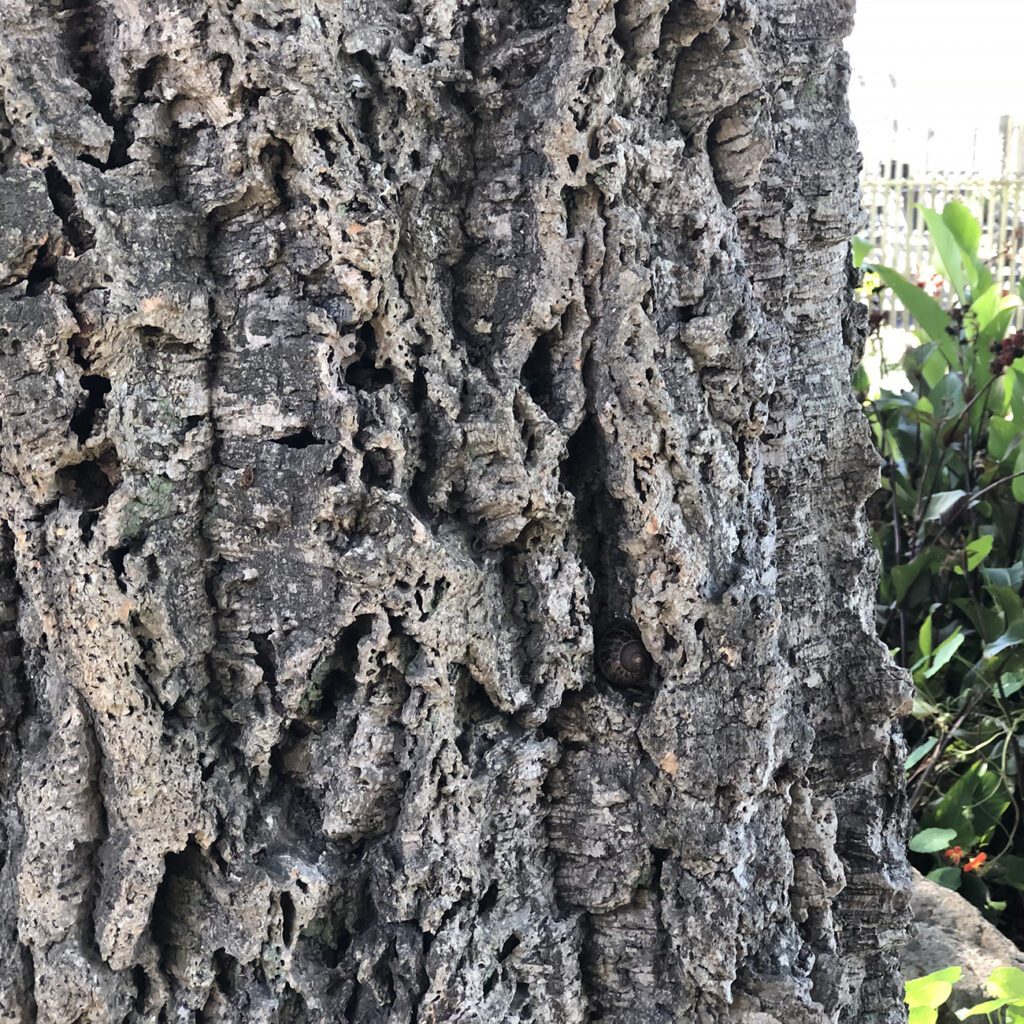 Close up of cork oak bark showing ridges and texture